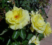 yellowroses1.jpg
